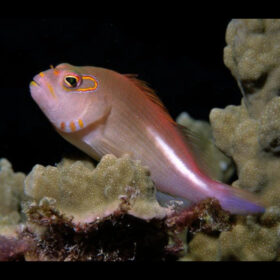 Paracirrhites Arcatus Arc Eye Hawkfish