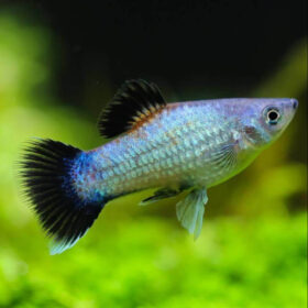 Platy blue wagtail