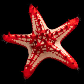 Protoreaster Lincki Red Lobed Star Fish