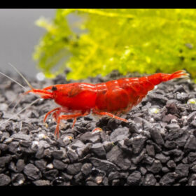 Red Fire Shrimp, Neocaridina Davidi
