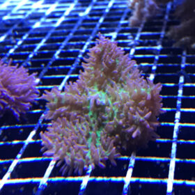 Rhodactis Rhodostoma Green Pink aberaquatic