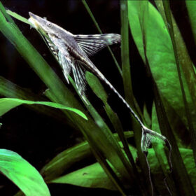 Sturisoma Aureum (whiptail catfish)