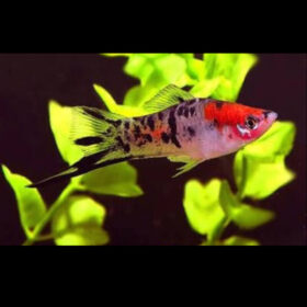Swordtail Koi Tricolor
