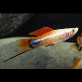 Swordtail Tricolor