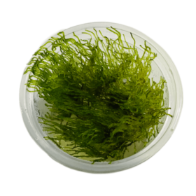 Taxiphyllum sp (flame moss)