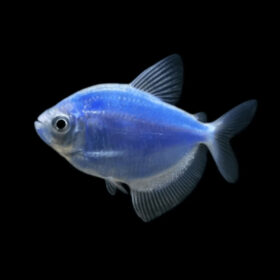 Tetra Fluorescent Blue Gymnocorymbus sp.