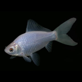 White Goldfish