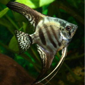 Zebra Angelfish