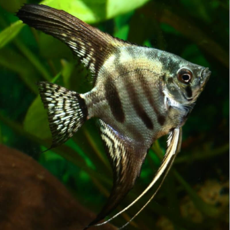 Zebra Angelfish Zebra Angelfish
