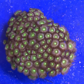 Zoanthus Green colony