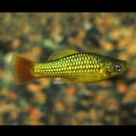 green variatus platy