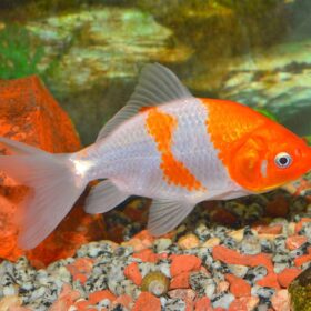Wakin Goldfish