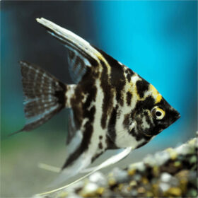 Σκαλάρια Marble, Pterophyllum Scalare