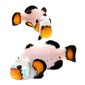 Amphiprion Ocellaris Frostbite