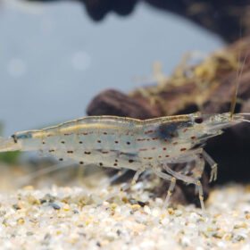 Amano Shrimp