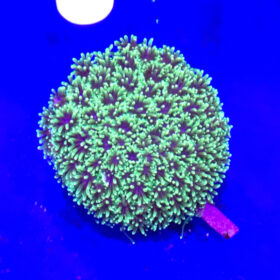 Galaxea Astreata
