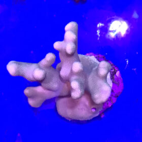 Porites Cylindrica