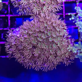 Tubipora Musica