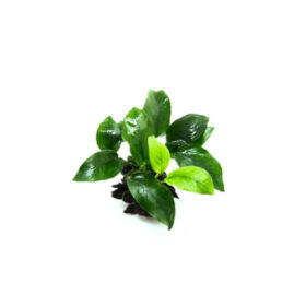 Anubia nana (ring)