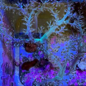 Capnella Kenya Tree Coral Metallic Green
