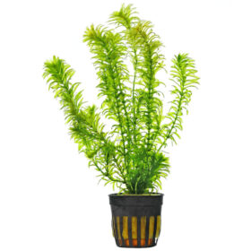 Egeria Densa Pot
