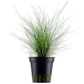 Eleocharis Parvula