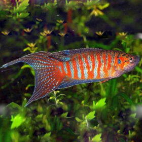Gourami Paradise, Macropodus opercularis