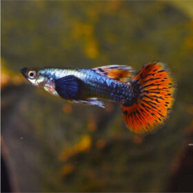 Guppy Dumbo Ear, Poecilia reticulata
