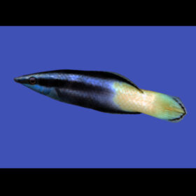 Labroides Bicolor