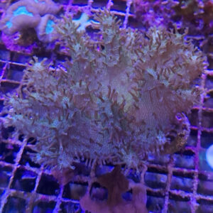 Lobophytum Pauciflorum Green