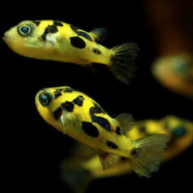 Pea Puffer, Carinotetraodon travancoricus