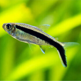 Penguin Tetra
