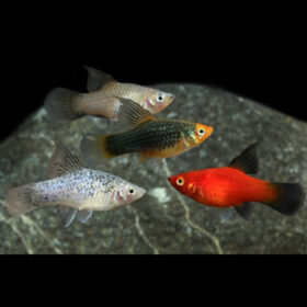Platy Mix
