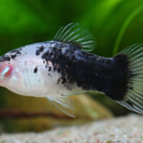 Platy Panda