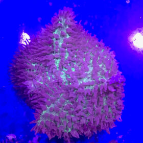 Rhodactis Rhodostoma Green Pink Mushroom L 1