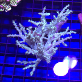 Sinularia Colour Finger Leather Soft Coral