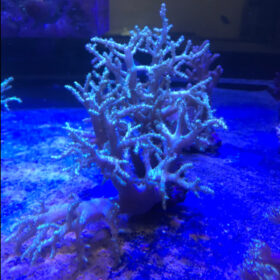Sinularia Deep Water Green, Finger Leather Soft Coral