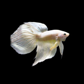Betta Flowtail White