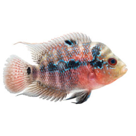 Flowerhorn Cichlid