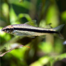 Siamese Algae Eater