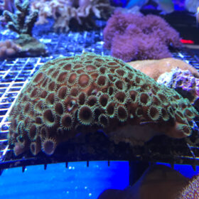 Palythoa Caribaeorum Green L