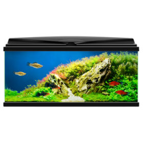 Ciano Aqua 80 Black Aberaquatic