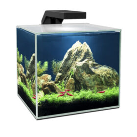 Ciano Cube 15 Clear Aberaquatic