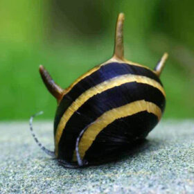 Horned-Nerite-Snail