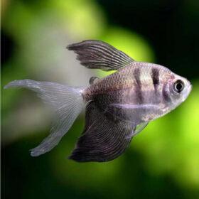 Tetra-Long-Fin-Black