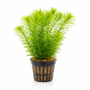 Ceratophyllum Demersum pot
