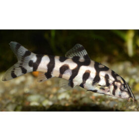 yoyo-loach
