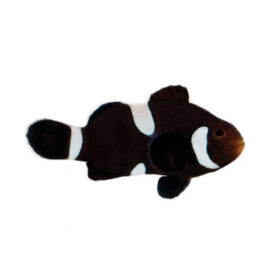 Amphiprion Ocellaris Black Misbar