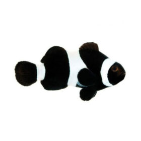 Amphiprion Ocellaris Black White