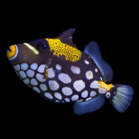 Balistoides Conspicillum